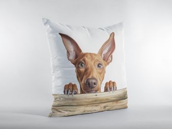 P-8785-pharaoh hound